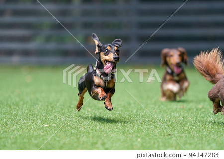 Miniature dachshund playing in a dog run Miniature dachshund playing in a dog run 94147283