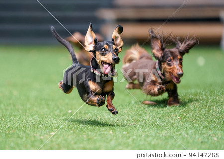 Miniature dachshund playing in a dog run Miniature dachshund playing in a dog run 94147288