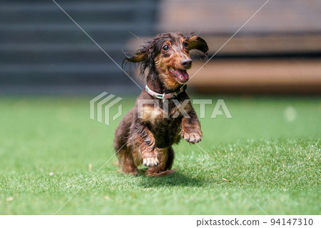 Miniature dachshund playing in a dog run 94147310