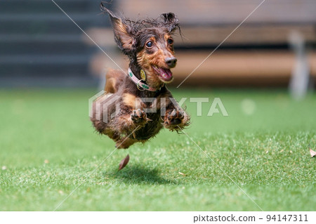 Miniature dachshund playing in a dog run Miniature dachshund playing in a dog run 94147311