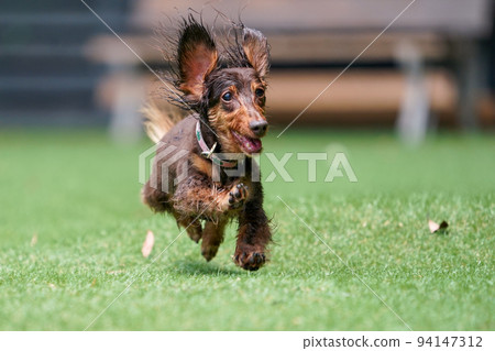 Miniature dachshund playing in a dog run Miniature dachshund playing in a dog run 94147312