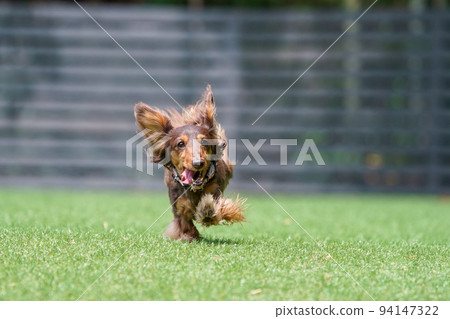Miniature dachshund playing in a dog run 94147322