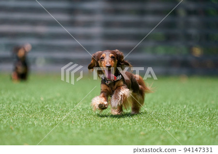 迷你臘腸狗玩狗跑 迷你臘腸狗玩狗跑 94147331