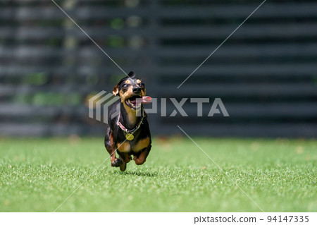 迷你臘腸狗玩狗跑 94147335