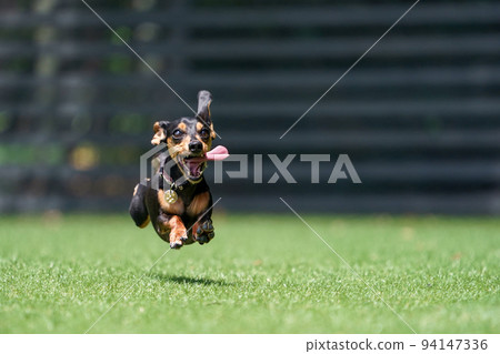 迷你臘腸狗玩狗跑 94147336