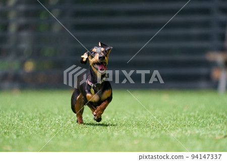 迷你臘腸狗玩狗跑 94147337