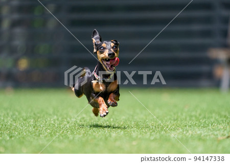 迷你臘腸狗玩狗跑 94147338