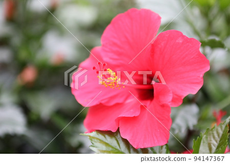Hana Hana 94147367
