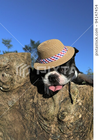 Mighty-kun, a cute Boston terrier with a straw hat, climbing on a tree in Hatoyama's beautiful blue sky and greenery. Mighty-kun, a cute Boston terrier with a straw hat, climbing on a tree in Hatoyama's beautiful blue sky and greenery. 94147454