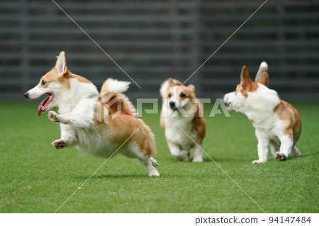 Corgi running around and playing in the dog run 94147484