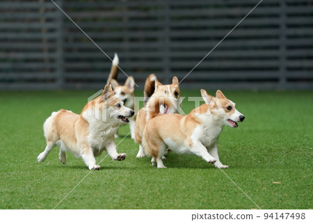 小狗跑來跑去玩狗跑 94147498