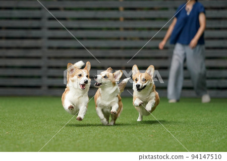 小狗跑來跑去玩狗跑 94147510