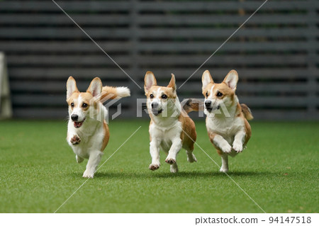 Corgi running around and playing in the dog run 94147518
