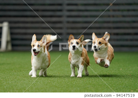 Corgi running around and playing in the dog run 94147519