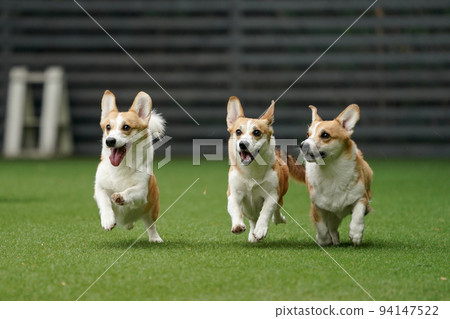 小狗跑來跑去玩狗跑 94147522