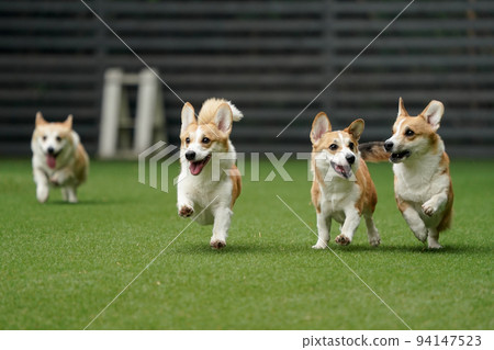 小狗跑來跑去玩狗跑 94147523