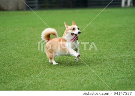 小狗跑來跑去玩狗跑 94147537