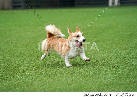 小狗跑來跑去玩狗跑 94147539