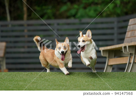 Corgi running around and playing in the dog run Corgi running around and playing in the dog run 94147568