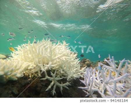 Global warming Coral bleaching phenomenon. A school of fish in beautiful coral Global warming Coral bleaching phenomenon. A school of fish in beautiful coral 94148184