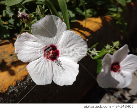 白芙蓉 94148405