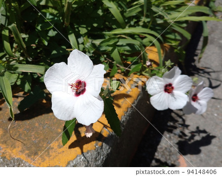 白芙蓉 94148406