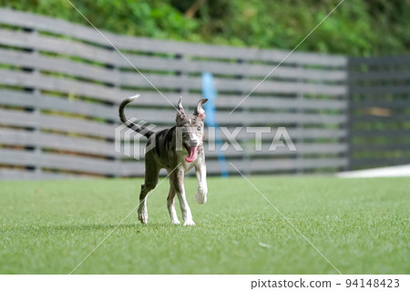 Mixed dog of Italian Greyhound and Border Collie playing in a dog run Mixed dog of Italian Greyhound and Border Collie playing in a dog run 94148423