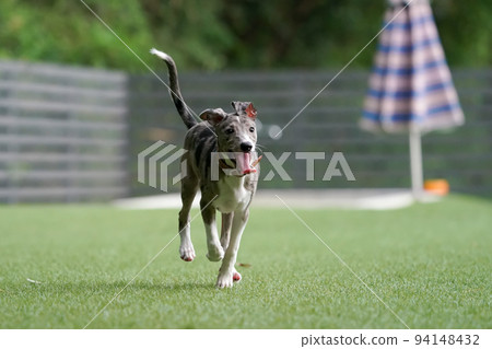 Mixed dog of Italian Greyhound and Border Collie playing in a dog run 94148432