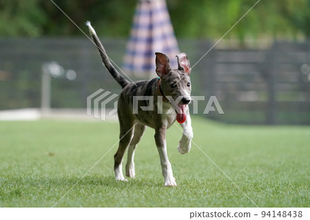 Mixed dog of Italian Greyhound and Border Collie playing in a dog run 94148438
