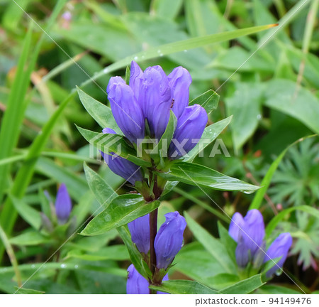 Ezo Gentian in Takamine Plateau, Nagano Prefecture Ezo Gentian in Takamine Plateau, Nagano Prefecture 94149476