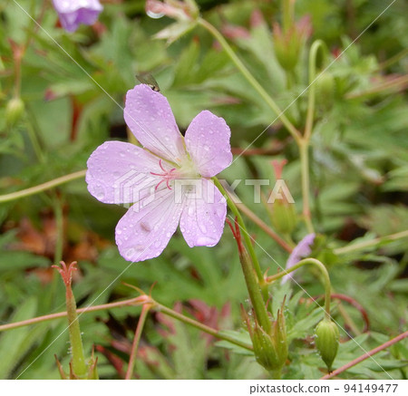 Hakusanfuuro in Takamine Plateau, Nagano Prefecture 94149477