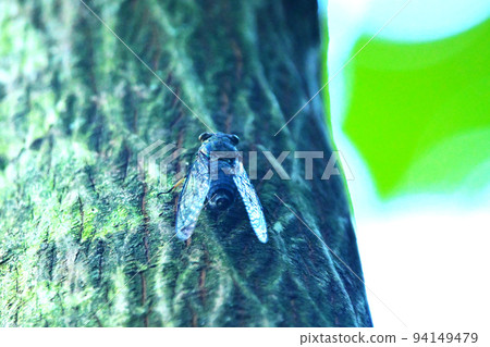 Tsukutsukuboushi預示著夏天的結束 Tsukutsukuboushi預示著夏天的結束 94149479