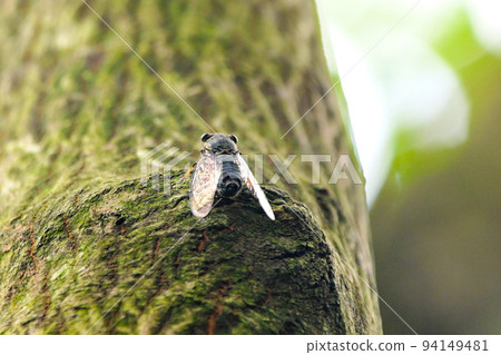 Tsukutsukuboushi heralds the end of summer 94149481