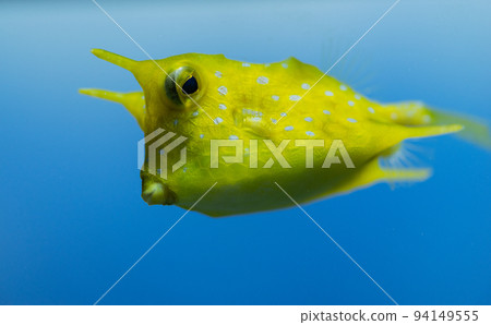 Mackerel puffer swimming 94149555