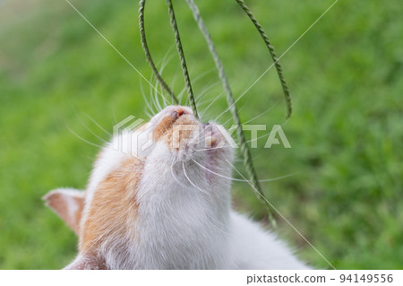 貓咬雜草棕色白貓 貓咬雜草棕色白貓 94149556