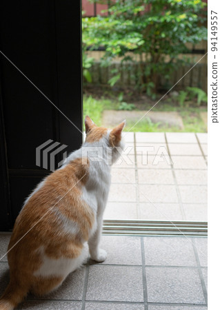 看外面的貓 棕色白貓 94149557