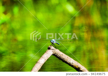 A mature white dragonfly resting on a swamp tree branch 94149675