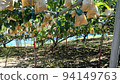 pear picking this year 94149763