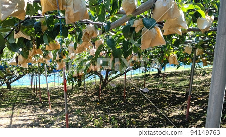 pear picking this year pear picking this year 94149763