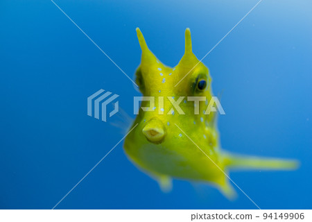 Mackerel puffer swimming Mackerel puffer swimming 94149906