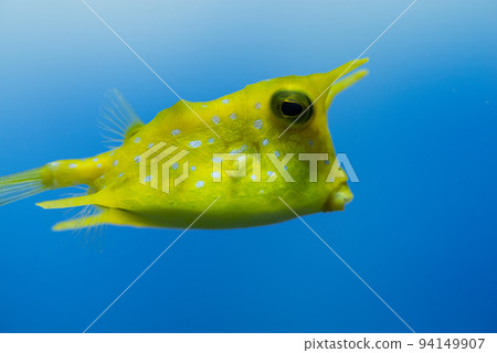 Mackerel puffer swimming Mackerel puffer swimming 94149907