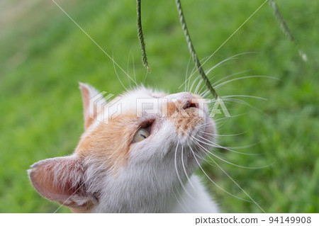 Cat biting on weed Brown white cat 94149908