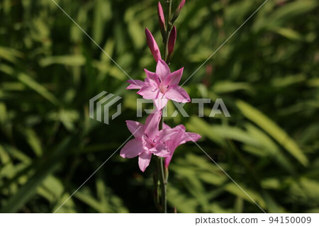 A flower with a dignified appearance, a flower like a lily 94150009