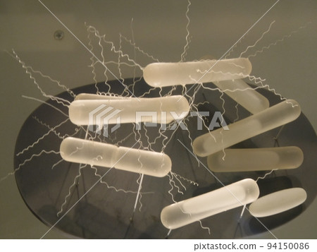 bacteria ~ bacteria 94150086
