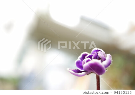 紫色小花室外空白處 94150135