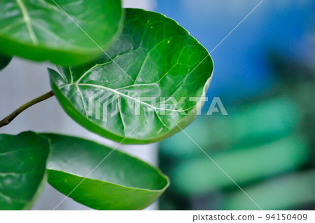 Polyscias fruticosa L Harms,Polyscias fruticosa or Araliaceae Polyscias fruticosa L Harms,Polyscias fruticosa or Araliaceae 94150409
