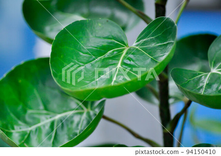 Polyscias fruticosa L Harms,Polyscias fruticosa or Araliaceae Polyscias fruticosa L Harms,Polyscias fruticosa or Araliaceae 94150410