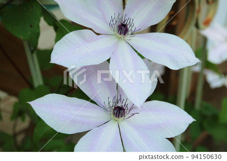 Large white flower, six petals, close-up Large white flower, six petals, close-up 94150630