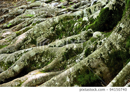 山毛櫸腳下的西丹澤由船山 山毛櫸腳下的西丹澤由船山 94150740
