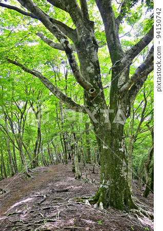 Mt. Yubune in Nishitanzawa Beech roots growing on the mountain trail on Kenkai Ridge 94150742